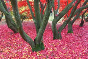 jesień w arboretum w Rogowie